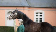 20190220-djouri-anne-06671-2.jpg