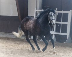 20190220-djouri-maxou-2200157.jpg