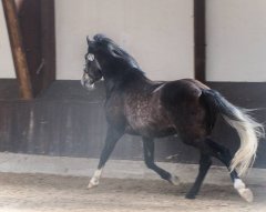 20190220-djouri-maxou-2200165.jpg