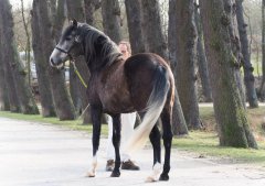20190220-djouri-maxou-2200044.jpg